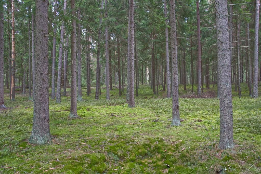Agroturystyka Sominy Piotr Kültér fotó