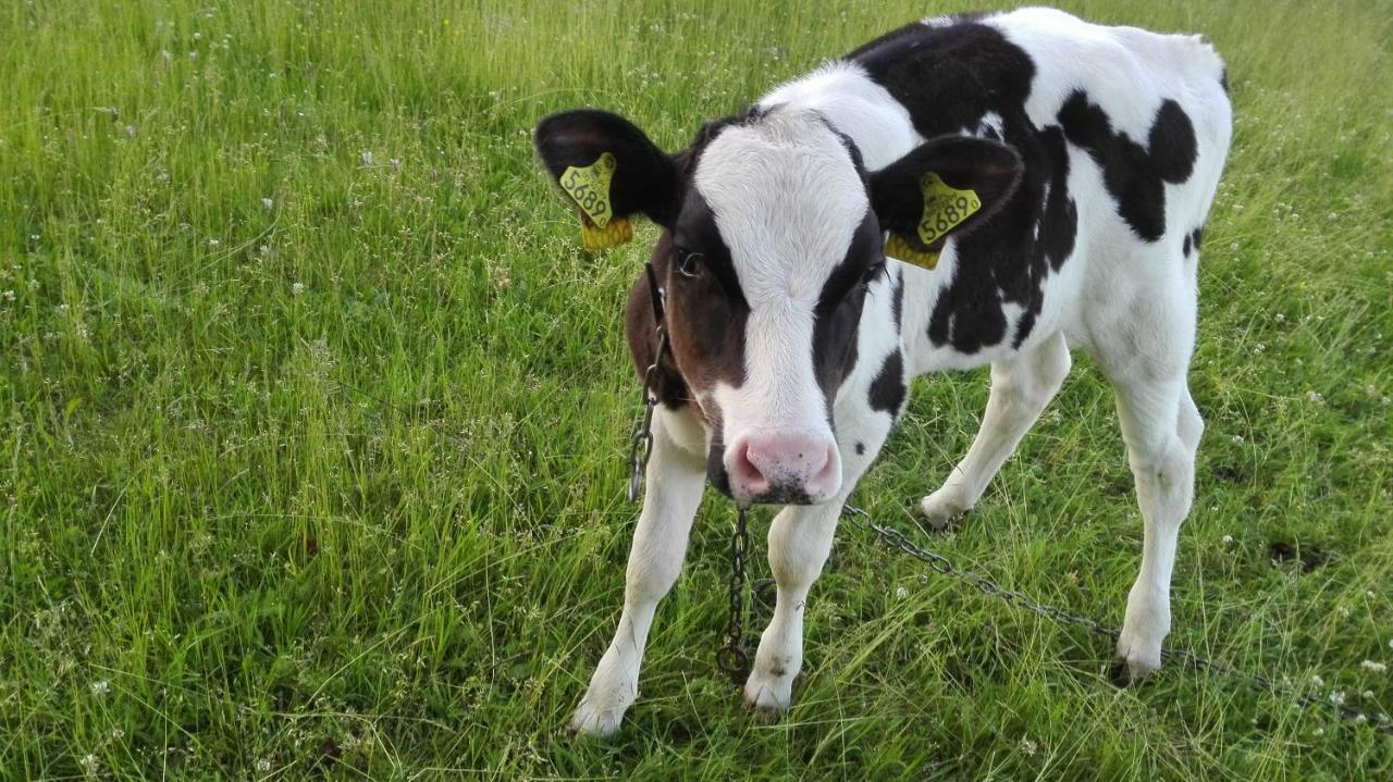Agroturystyka Sominy Piotr Kültér fotó